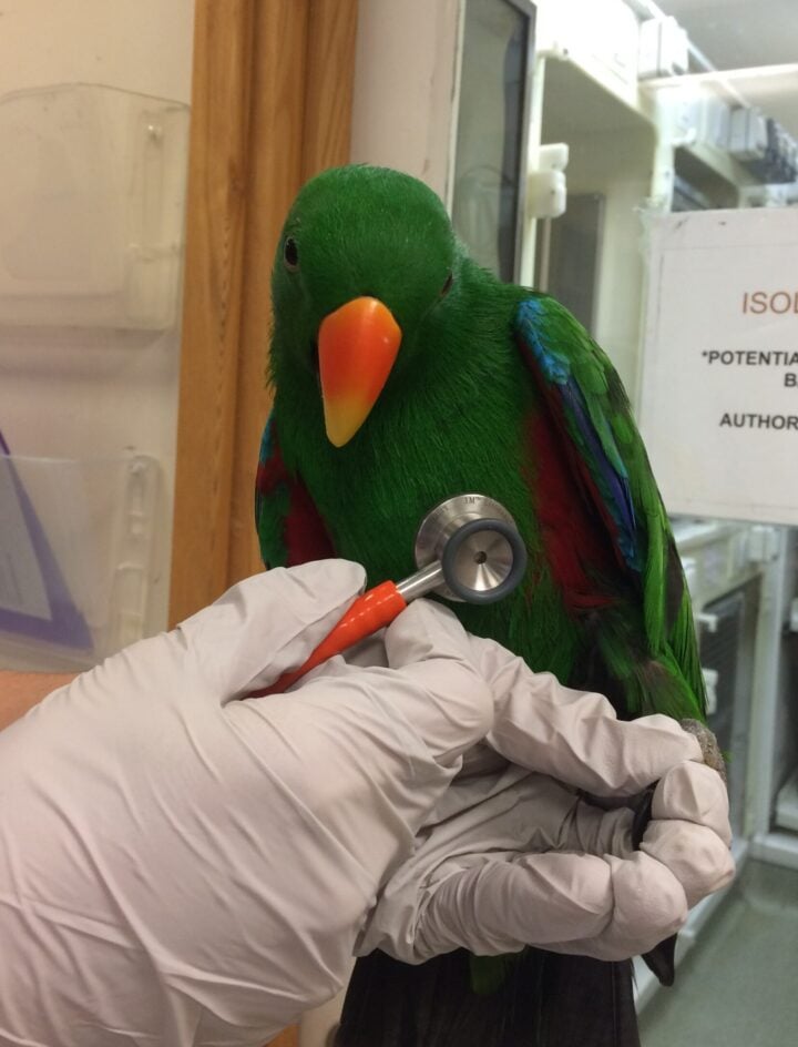 A parrot being examined with a stethoscope