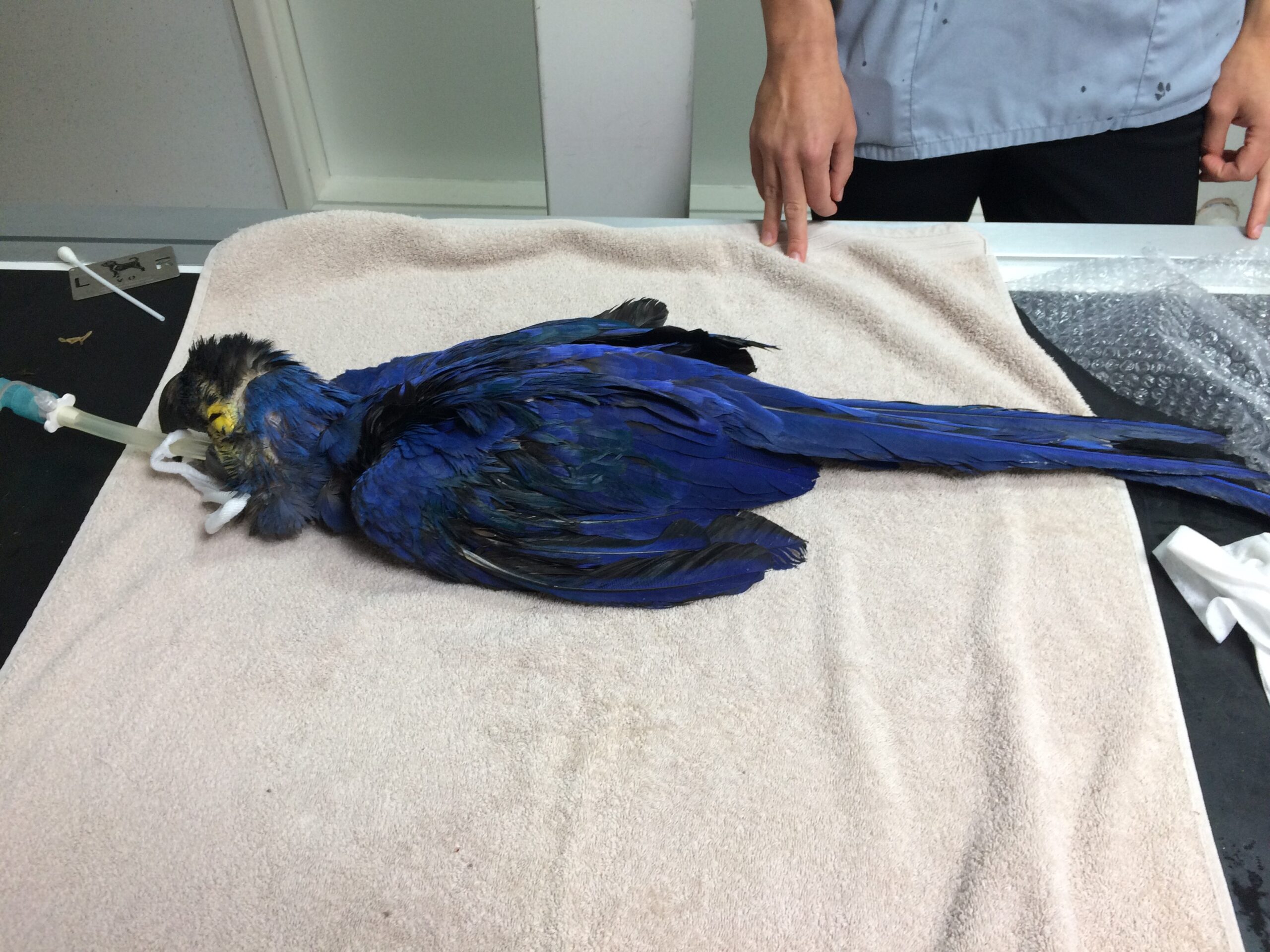 Avian anaesthetic with a bird in sternal recumbency