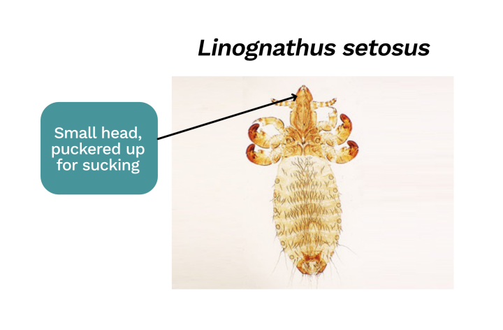 Lonognathus setosus louse
