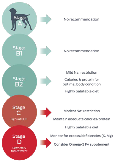 Summary of ACVIM consensus statement guidelines with respect to nutrition in canine MMVD