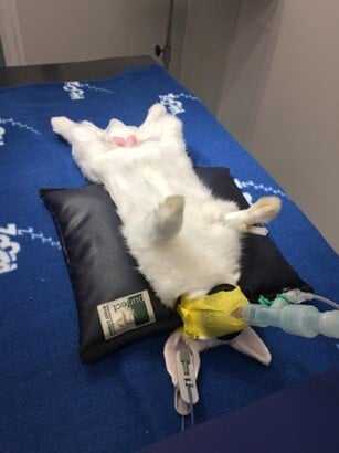 Rabbit anaesthesia with a mask