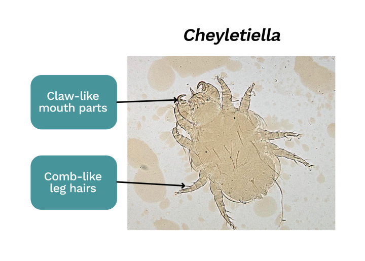 Cheyletiella mite ectoparasite under the microscope