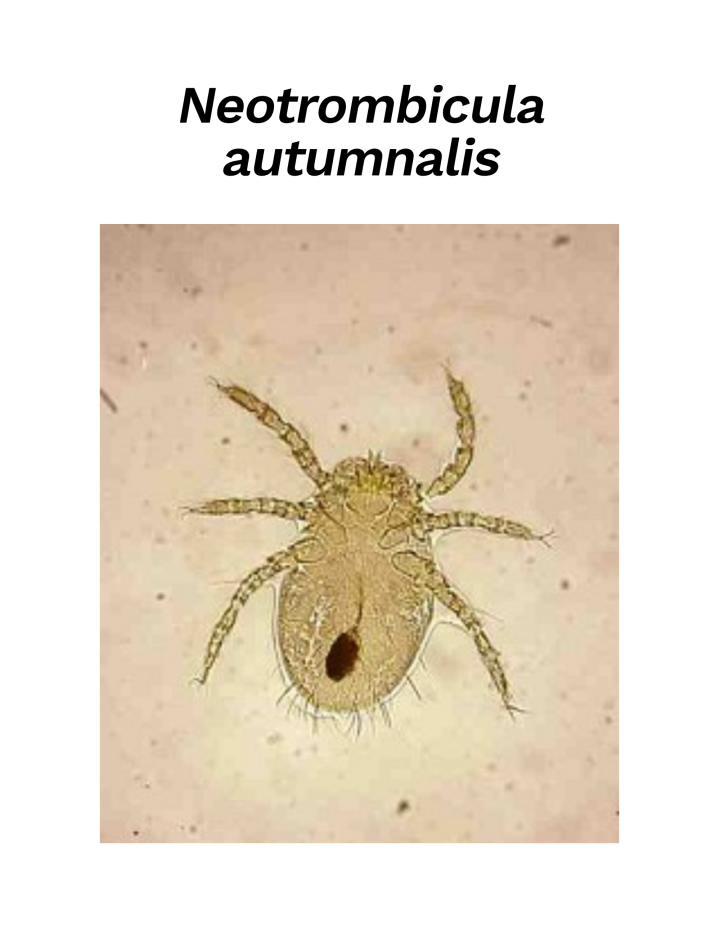 Harvest mite ectoparasite under the microscope
