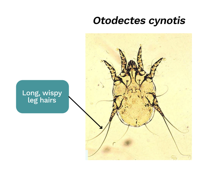 Otodectes ear mites under the microscope 
