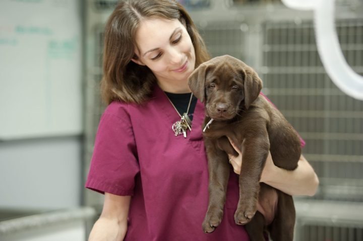 Vet holding dog