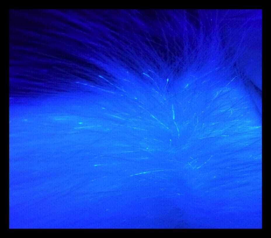 Microsporum canis ringworm fluoroescing