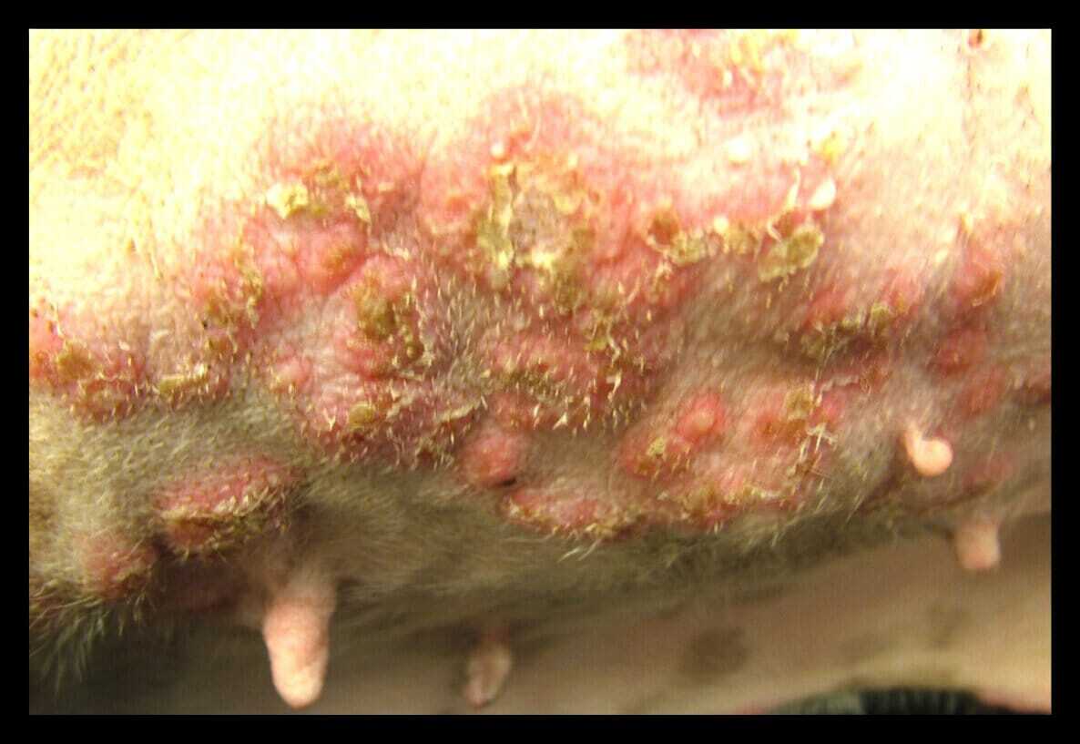 pustular lesions in a dog with pemphigus