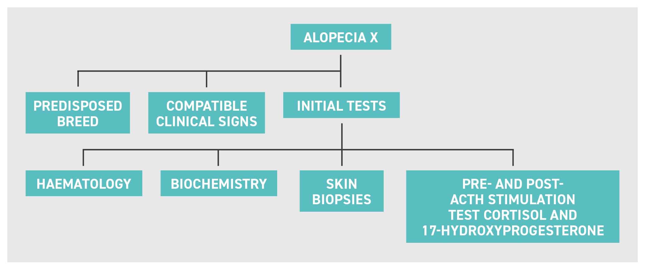 Diagnosis of alopecia X in dogs flowchart